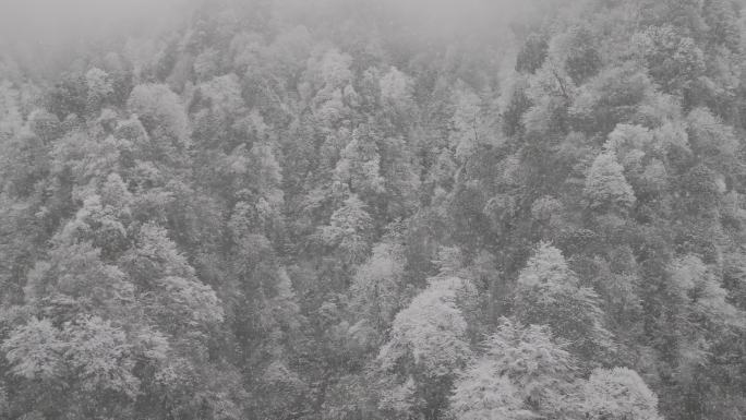 大雪纷飞雪景雪淞高山严寒冬季冬天