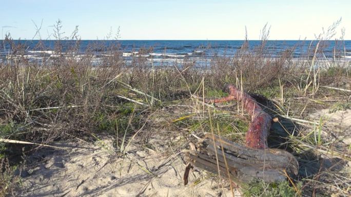 海滩草、倒下的树木和爱沙尼亚Vääna Jõesuu的沙滩，在夏季或秋季阳光明媚的日子里，海洋的波浪