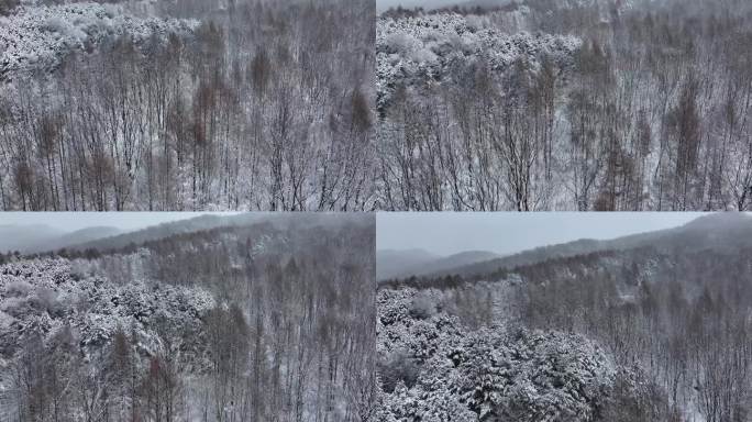航拍东北下暴雪林海雪原威虎山