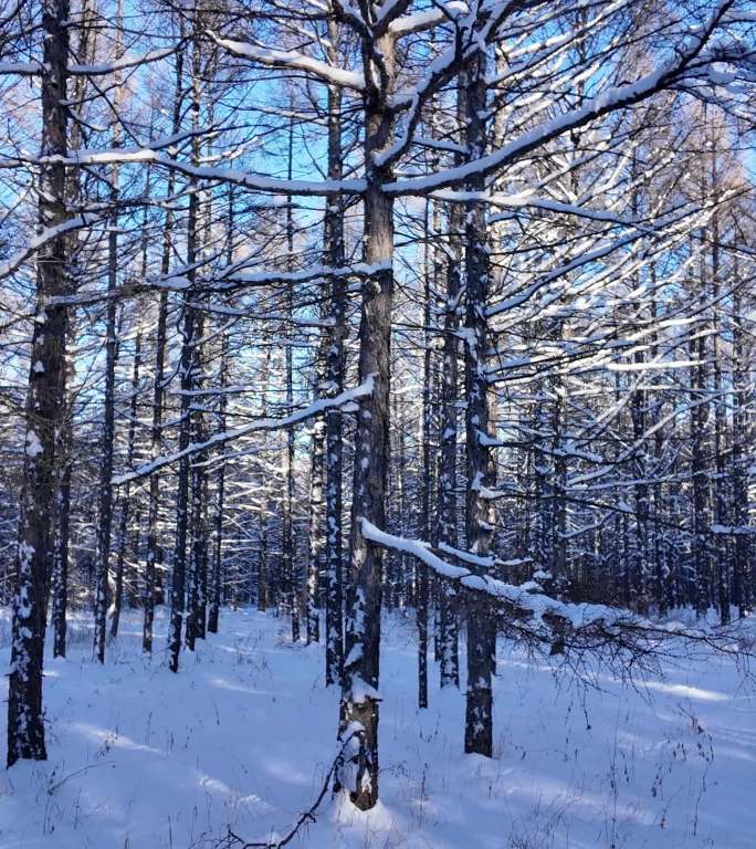 银装素裹雪原松林