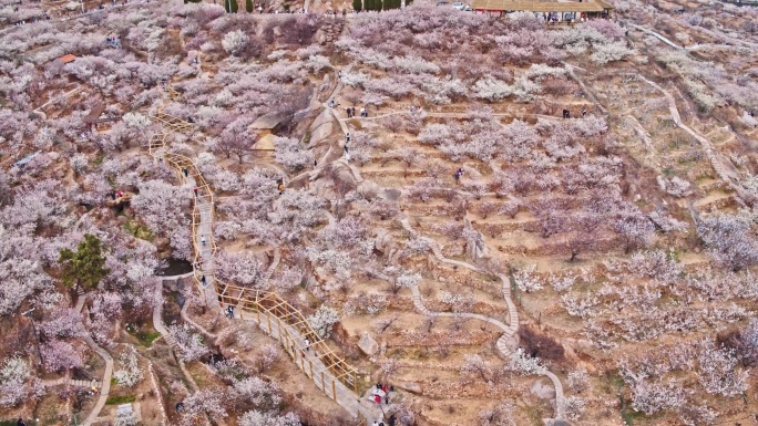 崂山樱桃谷山色峪