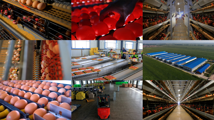 现代化鲜蛋生产线