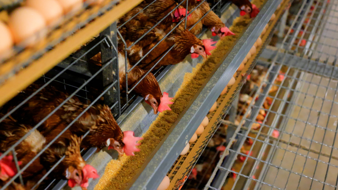 现代化鲜蛋生产线