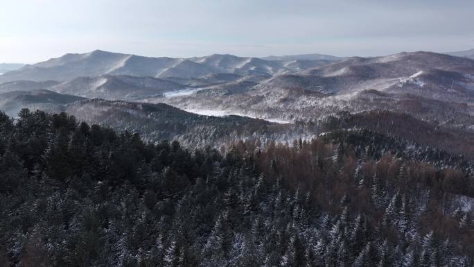 航拍东北下暴雪林海雪原威虎山