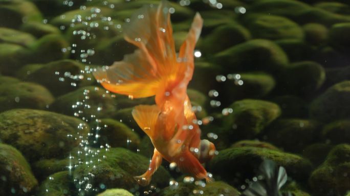 水中的金鱼游泳特写