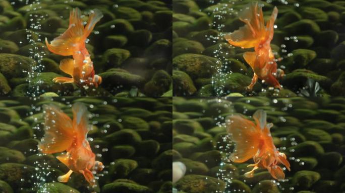 水中的金鱼游泳特写