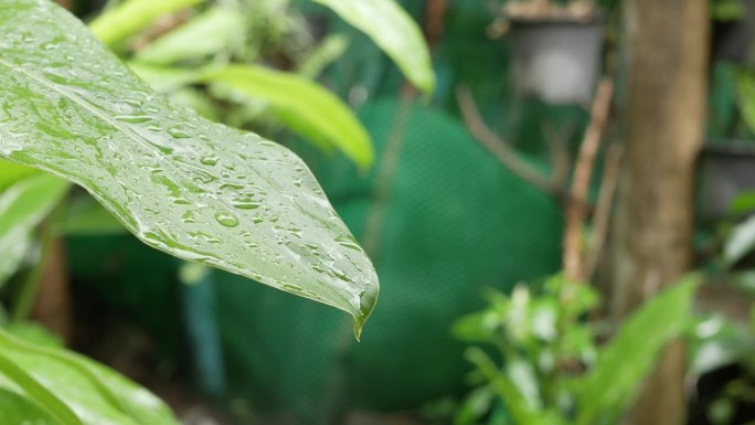 雨后阳光下，水滴在绿叶表面上滑落的景象。