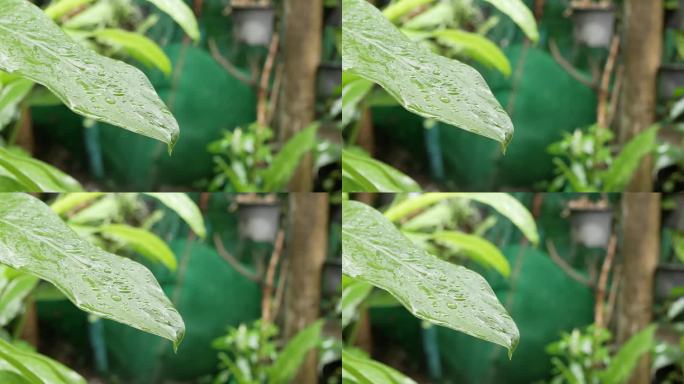 雨后阳光下，水滴在绿叶表面上滑落的景象。