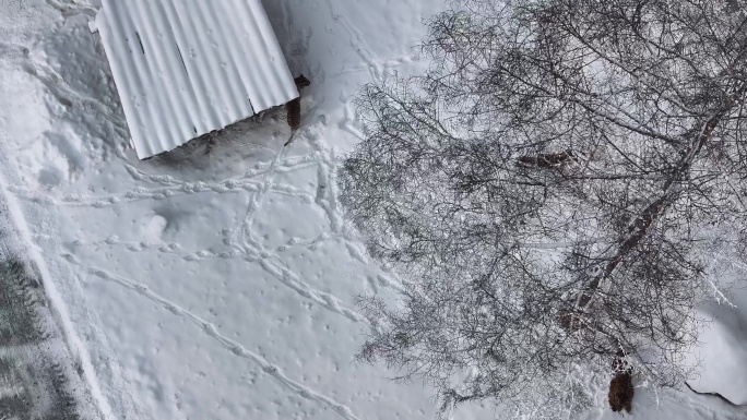 冬天下雪时候的野生东北虎