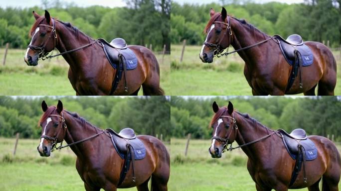 马秋天白马棕色骏马奔跑大草原农场自由野马