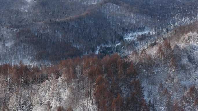 航拍东北下暴雪林海雪原威虎山