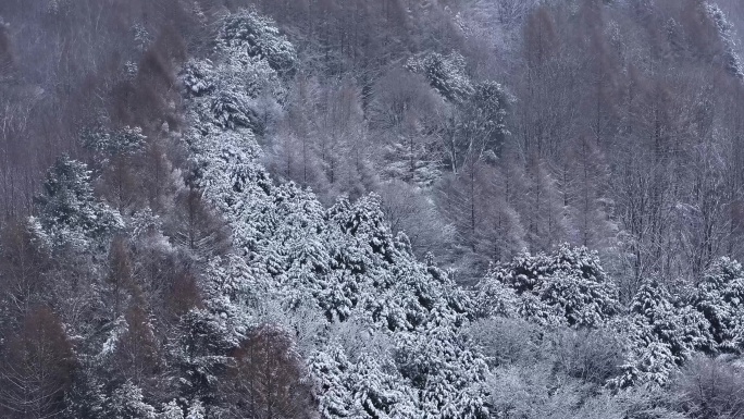 航拍东北下暴雪林海雪原威虎山