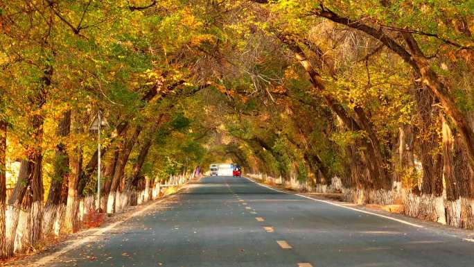林荫道秋景 乡村道路