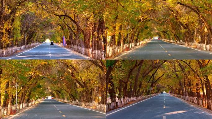林荫道秋景 乡村道路