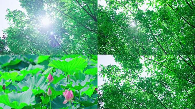 阳光穿过树叶 荷花