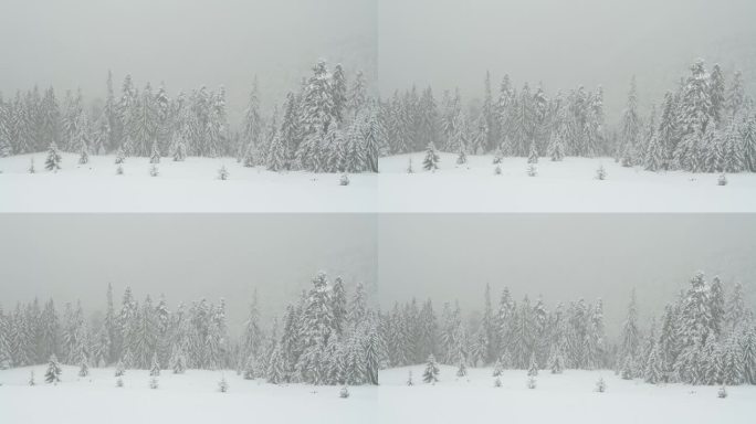 奇妙的冬季风景，雪花飘落时覆盖着雪白树木。