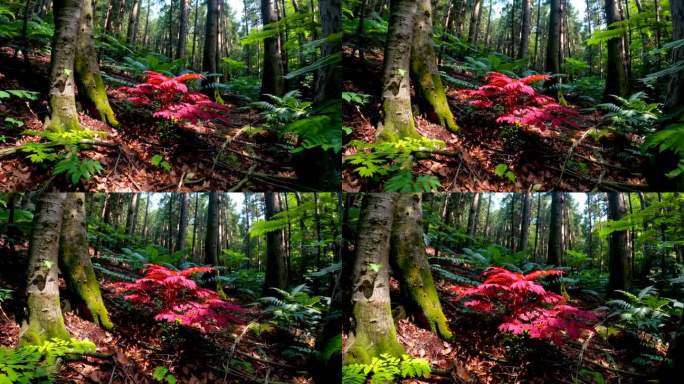 丹草_它的叶子鲜红_花朵娇艳