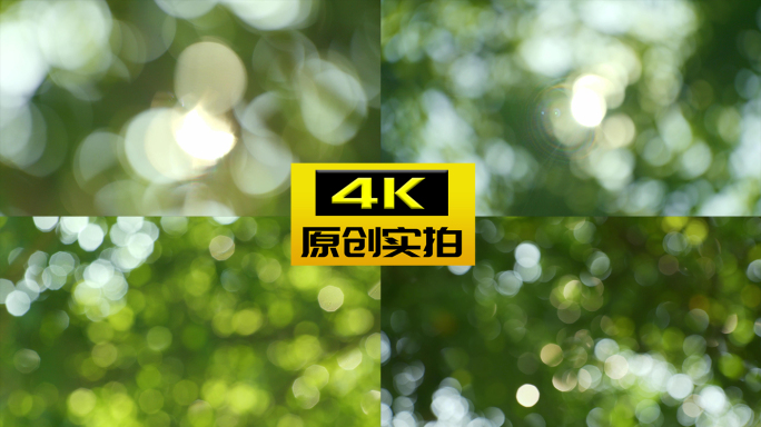 树叶光斑闪烁