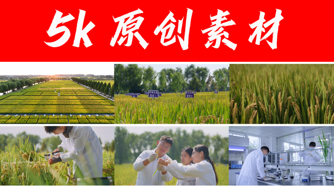 水稻科研合集 农业育种实验专家 田间管理