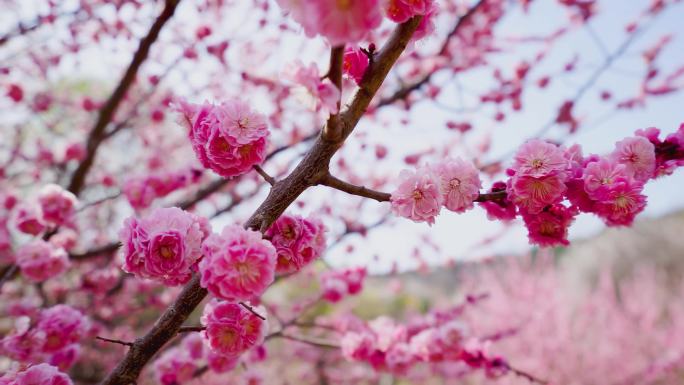 粉红色梅花 梅花开放粉色梅花梅花盛开