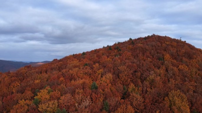 秋季山脉的鸟瞰图，美丽多彩的森林和乡村在清晨时分，背景是乡村的秋季风景。无人机镜头在温暖的阳光下飞越