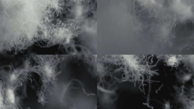 白色天然鹅绒羽毛在黑色背景中旋转飘动。