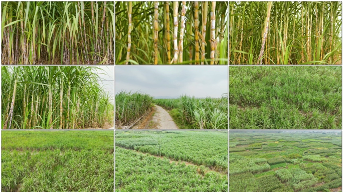 黄蔗果蔗甘蔗地航拍4K60P