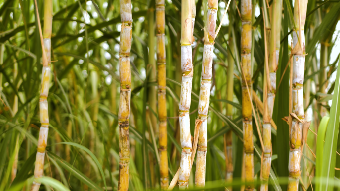 黄蔗果蔗甘蔗地航拍4K60P