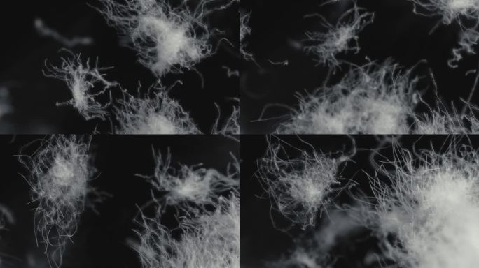 白色天然鹅绒羽毛在黑色背景上旋转飘动。