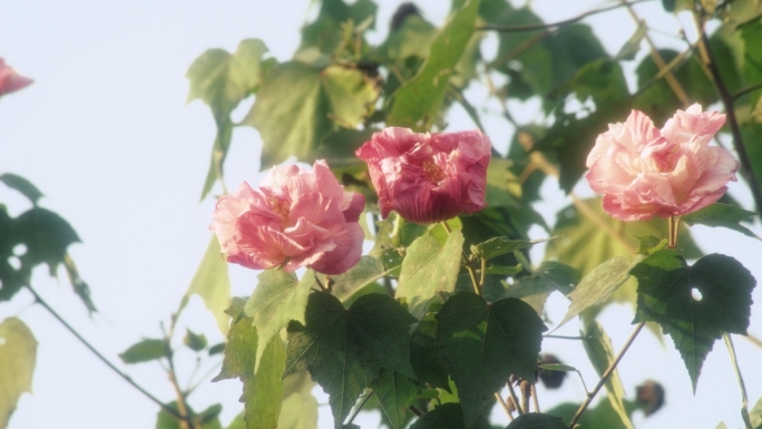 成都明蜀王陵红墙上的芙蓉花木槿花木芙蓉