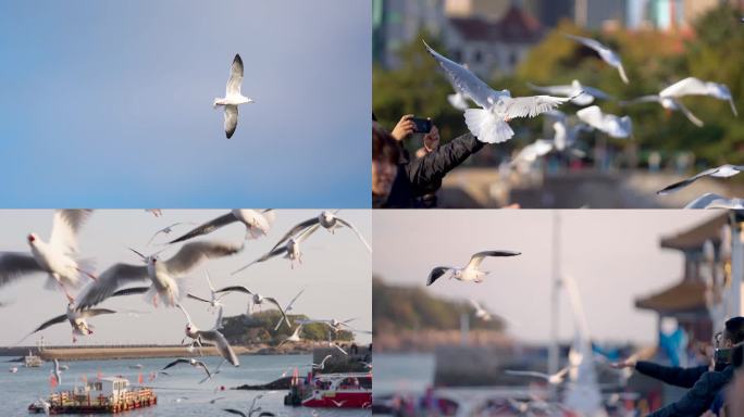 实拍-栈桥海鸥