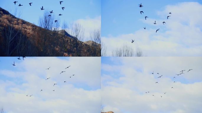 东北候鸟野鸭子绿头鸭河畔