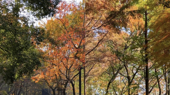 竖屏 杭州杨公堤梧桐树秋景