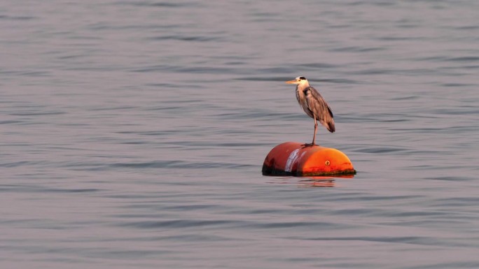 灰鹭，学名：Ardea cinerea，站在湖中漂浮的水箱上，夕阳西下。江苏无锡的太湖宁静，湖面泛起
