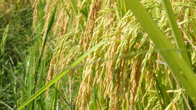 农村农业稻谷丰收4K实拍视频素材
