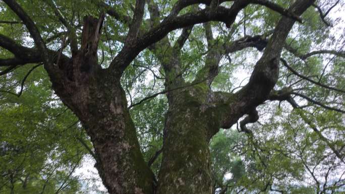歙县古樟树