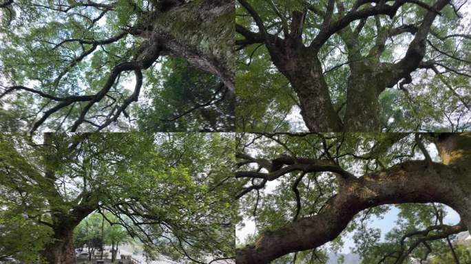 歙县古樟树