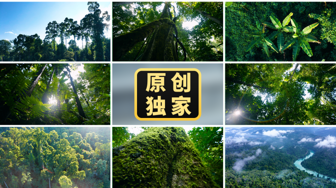 森林原始森林大自然山水热带雨林树林河流