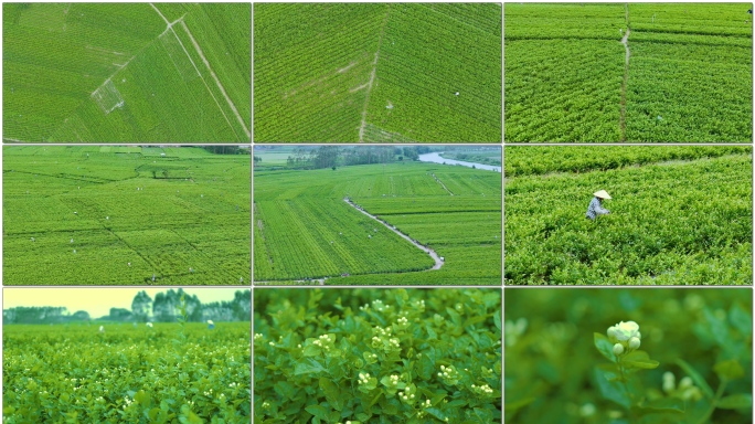 茉莉花丰收田园采摘