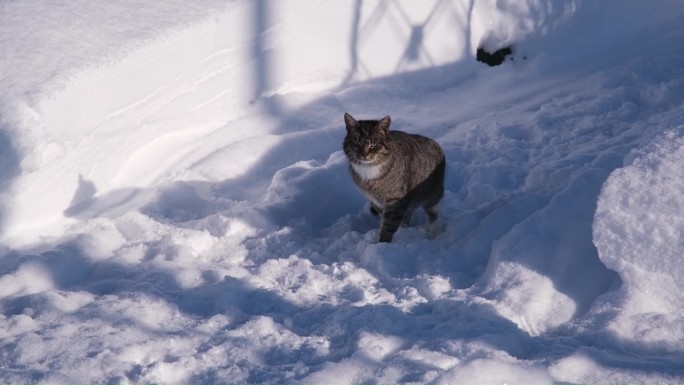 家养虎斑猫在冬天的雪路上迷路了。