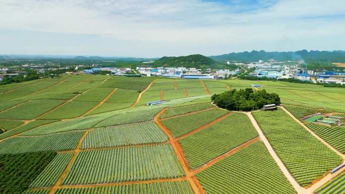 火龙果种植田园航拍