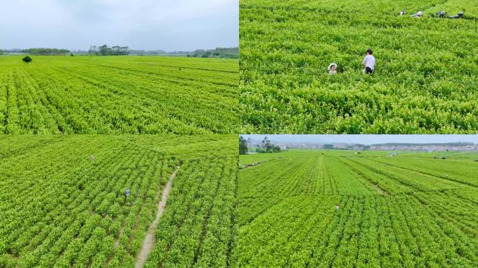 茉莉花田园采摘
