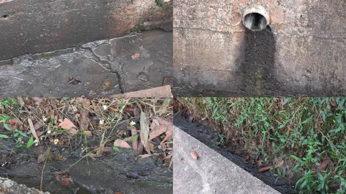 农村养猪猪粪横流污染环境