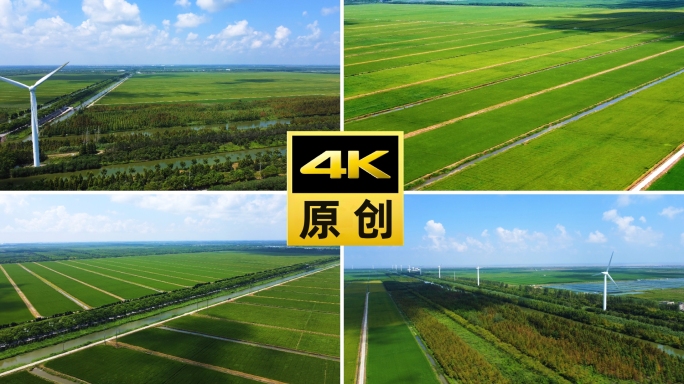 上海崇明稻田航拍