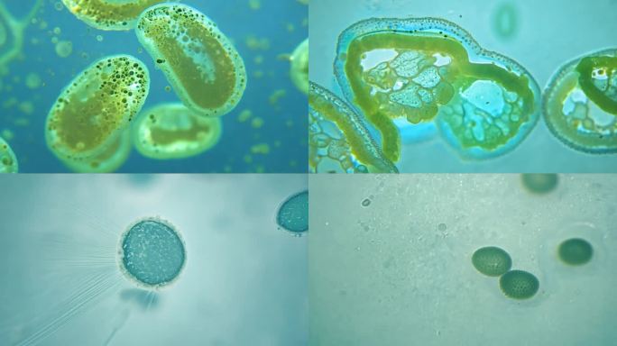 微观藻类细胞的分裂状态