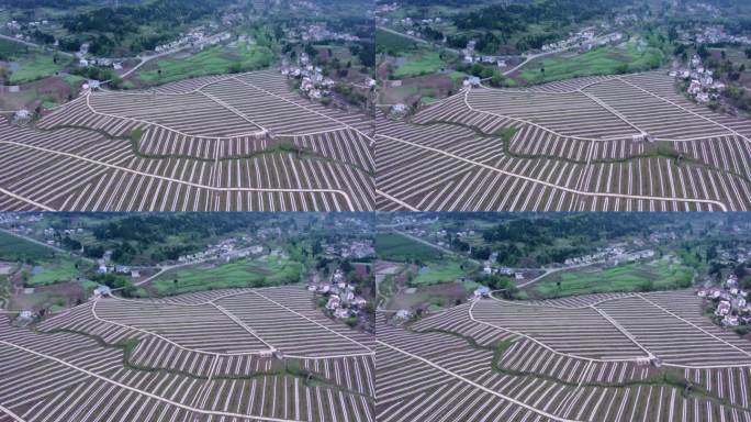 航拍安岳柠檬种植基地的覆膜育苗