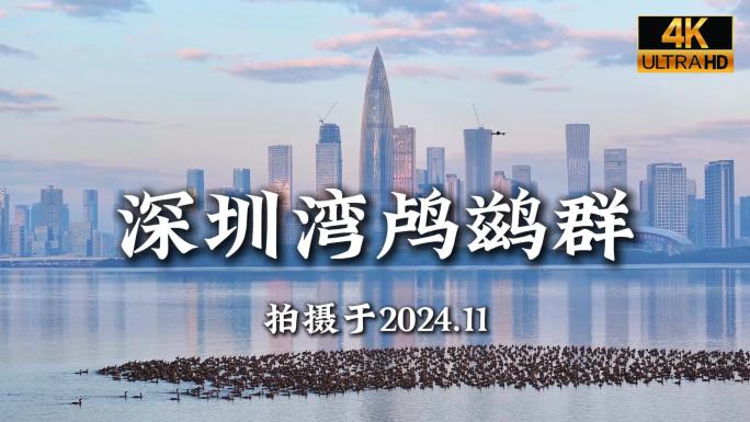 24年深圳湾鸬鹚群南归起飞合集