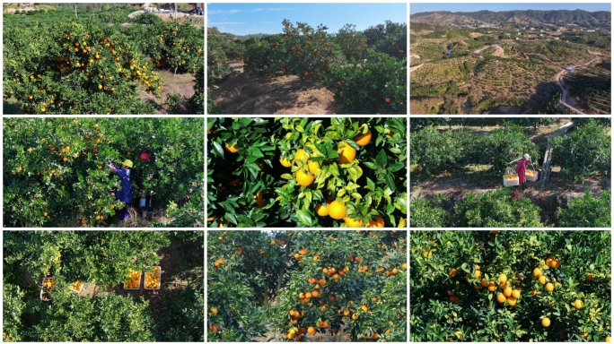 赣南脐橙园采摘赣南脐橙航拍合集