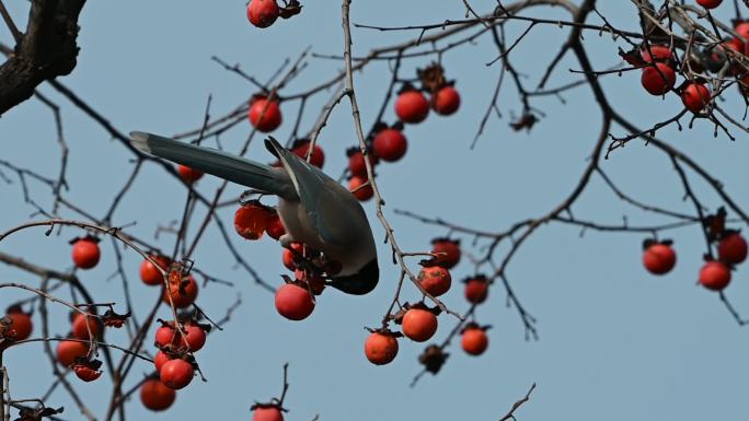 吃柿子的小鸟