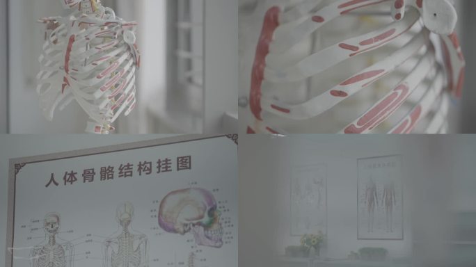 17人体骨骼结构图及模型